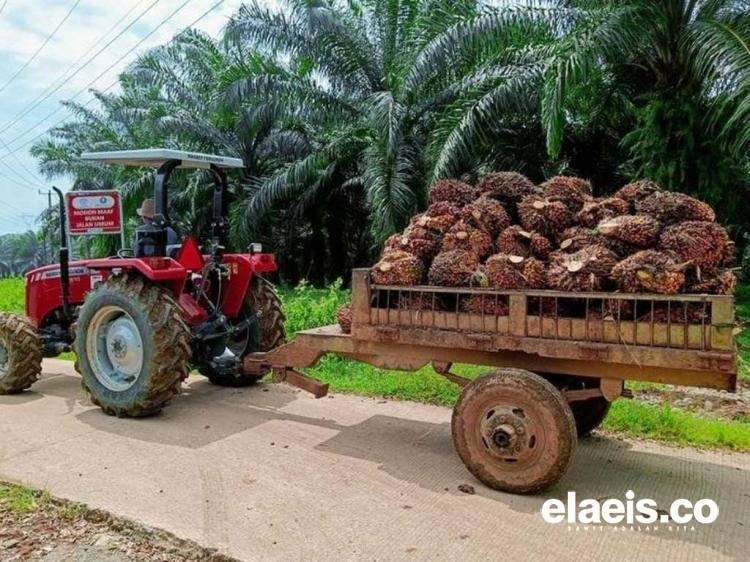 Prediksi Dorab Mistry, Harga CPO Bisa Sentuh MYR 5.000 per Ton