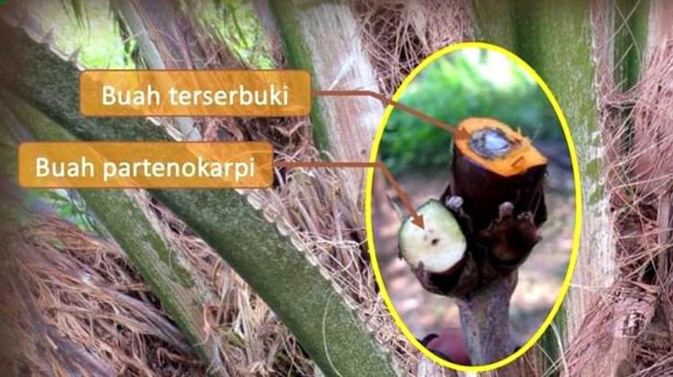 Partenokarpi Sawit Muda Bikin Produksi Turun, Ini Solusinya!