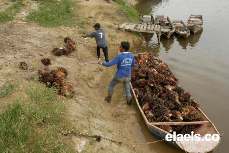 Harga Sawit Plasma Riau Turun Rp36,30/Kg