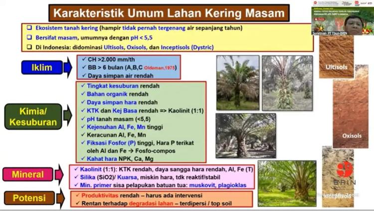 Dengan Cara Ini, BRIN Buktikan Sawit Tetap Subur di Lahan Masam Kalimantan 