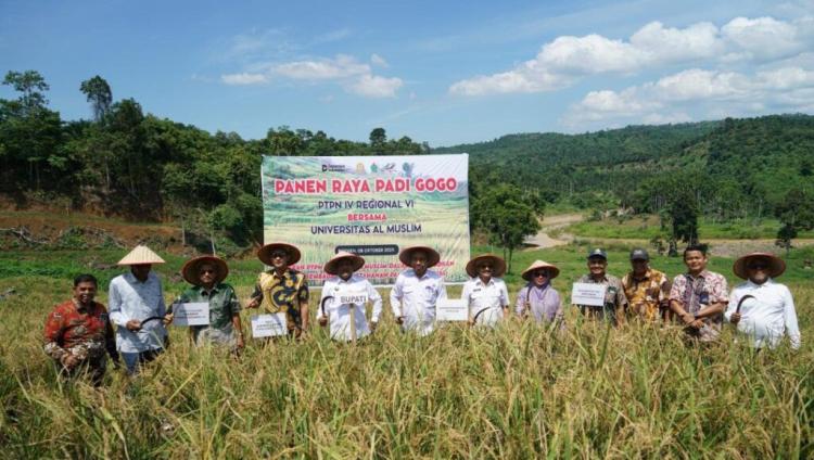 Dari Sawit Tumbuh Padi: PTPN IV PalmCo Dorong Ketahanan Pangan Lewat Pola Tumpangsari