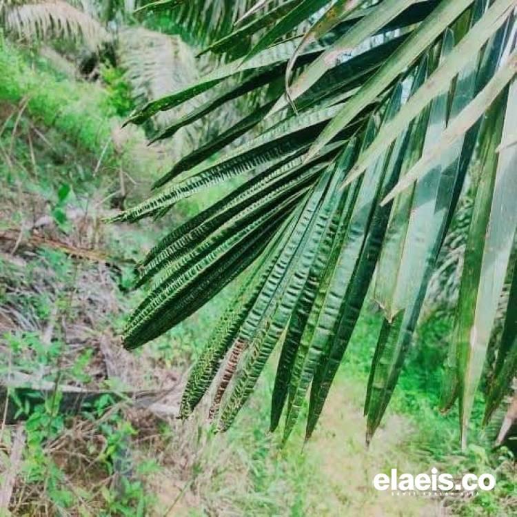 Daun Sawit Keriting dan Melipat Seperti Keris? Waspadai Tanda Kekurangan Boron