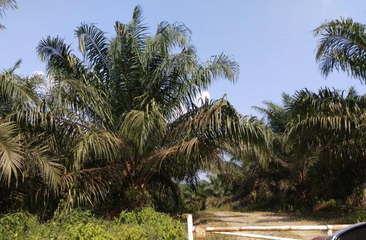 Dana Bantuan Naik tetapi PSR Masih Lambat: di mana Masalahnya?