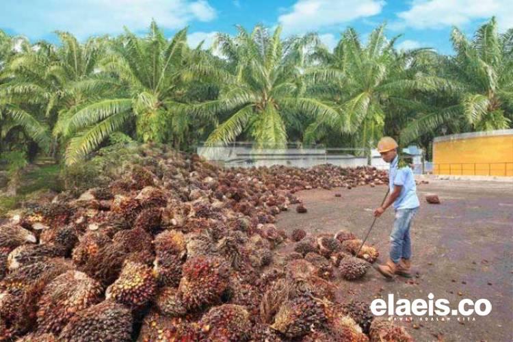 GAPKI Pede CPO Indonesia Tetap Laku Keras di AS, Meski Trump Tebar Tarif Baru