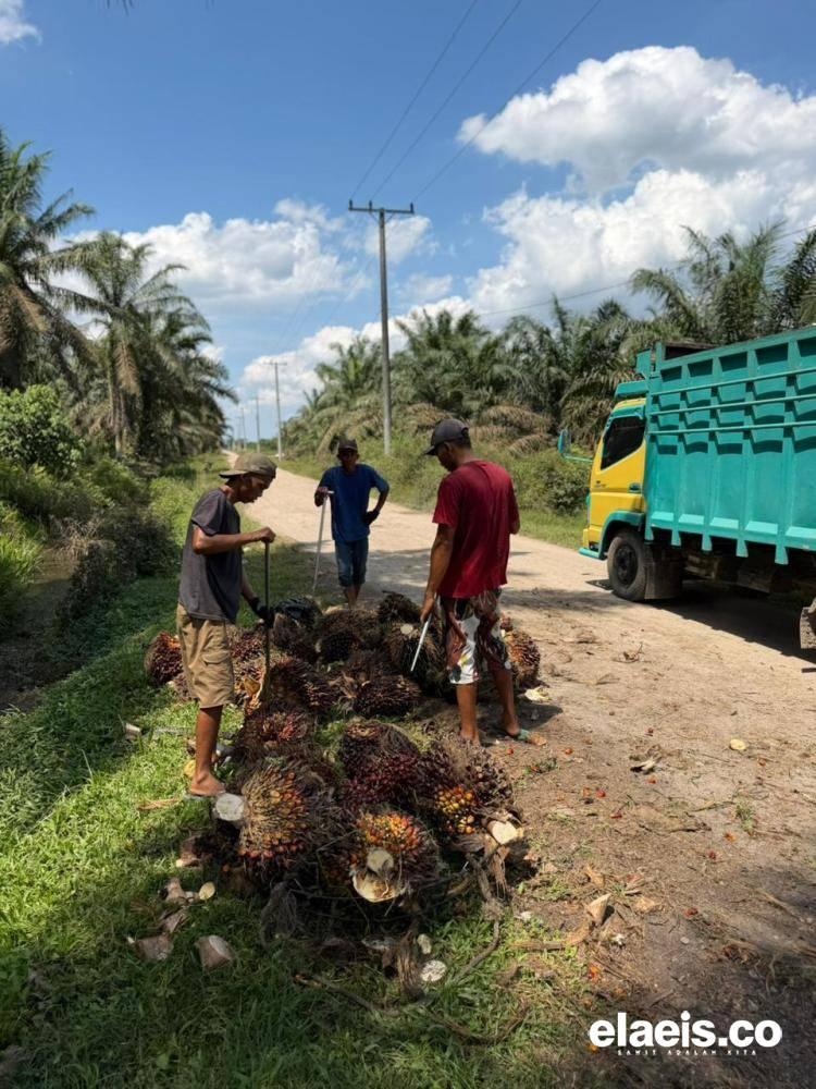 Harga Sawit Plasma Sumut Anjlok Jadi Rp3.575.49/kg