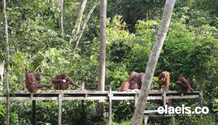 Jelajah Tanjung Puting: Jejak Harmoni di Tanah Orangutan