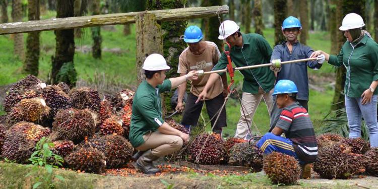 Pendapatan Sawit Astra Agro Lestari (AALI) Tembus Rp22,12 Triliun, Ini Rahasianya