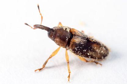 Krisis Penyerbuk Sawit, BRIN Siapkan ‘Kumbang Super’ Penyelamat Produktivitas Sawit