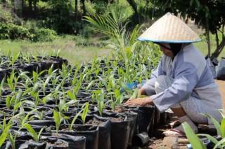 Cara Imunisasi Bibit Sawit dari Ganoderma, Catat Tipsnya!