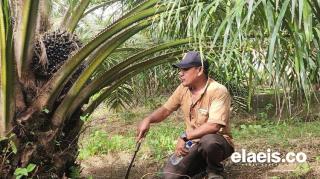 Kisah PSR Kebun Sawit Amri