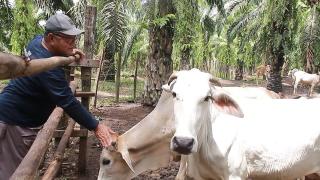 Menggenjot Produksi Tanpa Menambah Pupuk Kimia