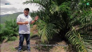 Sawit di Perbukitan Tetap Gacor, Begini Tips dari PPKS