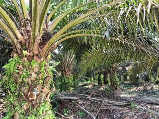 19 Koperasi di Merangin dan Bungo Nanti Pendirian PKS