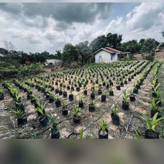 Pastikan Petani Dapat Benih Berkualitas, Pemkab Pasbar Sinergi dengan PPKS