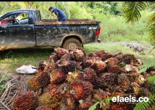 Petani Minta Tindak Tegas PKS Bandel di Aceh Bagian Timur