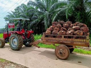 PP 45/2025 Picu Inflasi Dahsyat di Daerah Penghasil Sawit