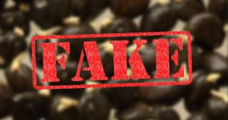 PPKS Peringatkan: Kecambah Sawit Asli Tak Pernah Dijual Online!