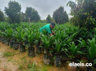 Dukung Penguatan Kemitraan,  Apkasindo Sayangkan Ada Perusahaan Tak Mau Bermitra Dengan Petani Swadaya