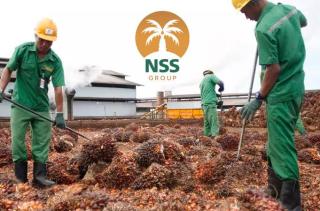 NSSS Akui Lahan Sawit Ilegal di Kalteng, Terancam Denda Rp25 Juta per Hektar