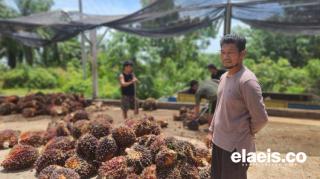 Kunci Sukses Sopir Truk Sawit: Kurangi Biaya Kelakuan!