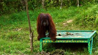 PalmCo Buktikan Industri Sawit Bisa Selaras dengan Areal Konservasi Tinggi Hingga Satwa Langka