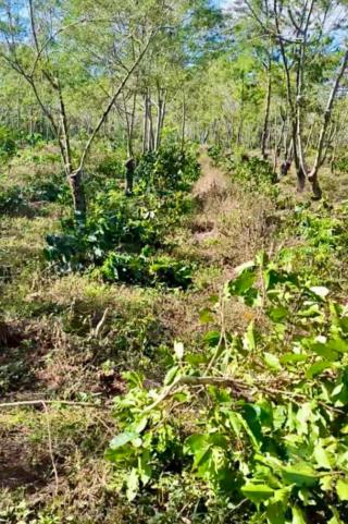 Lahan Kopi yang Dikelola PTPN IV Dirusak OTK, Warga Terancam Kehilangan Pekerjaan