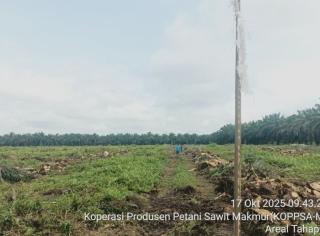 1.415,733 Hektar Kebun Sawit Koppsa-M Diremajakan Secara Mandiri