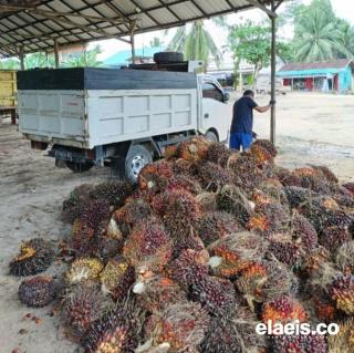 Harga Sawit Mitra Swadaya Riau Rp 3.627,64/kg, Turun Dari Minggu Lalu