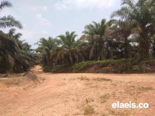 Kopdes Merah Putih Kelola Kebun Sawit, Agrinas Palma Bilang Gini