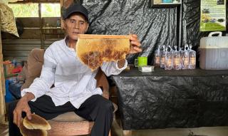 Dari Sawit Bisa Panen Madu Premium, Modal Sedikit Untung Gede