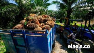 Enggak Cuma di Pabrik, Kini Kebun Sawit Sulawesi pun Sudah Digital