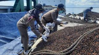 Bukan Cuma Buat Ekspor, Barantin Mau Sawit Jadi Penopang Pangan dan Energi RI