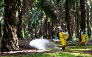 Harga Pupuk Subsidi Kian Murah, Sawit Rakyat Masih Tak Tersentuh