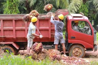 Kian Ekspansi, Perkebunan Sawit Sabah Malaysia Butuhkan Ribuan Pekerja Indonesia