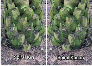 PPKS: Cuma dari Susunan Daun, Produktivitas Sawit Bisa Ditebak