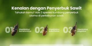 Datang dari Tanzania, 3 Serangga Ajaib Ini Siap Bikin Sawit Indonesia Makin Subur