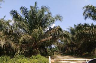 Dana Bantuan Naik tetapi PSR Masih Lambat: di mana Masalahnya?