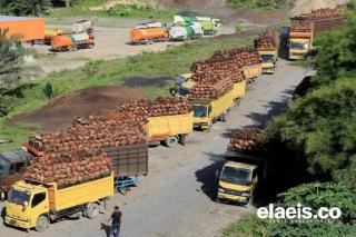 DMO Sawit untuk B50, CPO dan TBS Diprediksi Jatuh Bebas