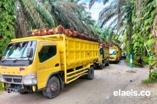 Harga CPO Stabil, GAPKI Tegaskan Sawit Indonesia Tetap Kompetitif di Dunia