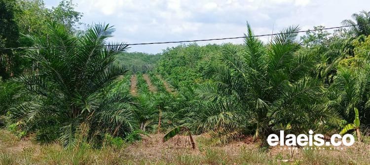 Bupati Kapuas Hulu Ajak Manfaatkan Lahan Kosong Jadi Kebun Sawit, Apkasindo : Namun Dengan Pola Berkelanjutan