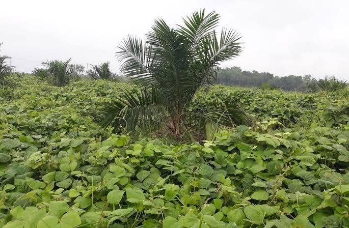 Tanaman Penutup Tanah Ini Bikin Sawit Lebih Subur, Sudah Tahu?