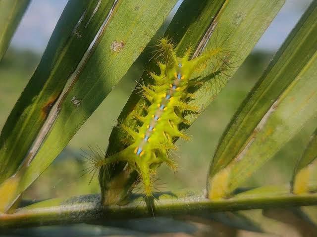Ulat Api Serang Kebun Sawit? Begini Cara Cepat Hentikan Penyebarannya