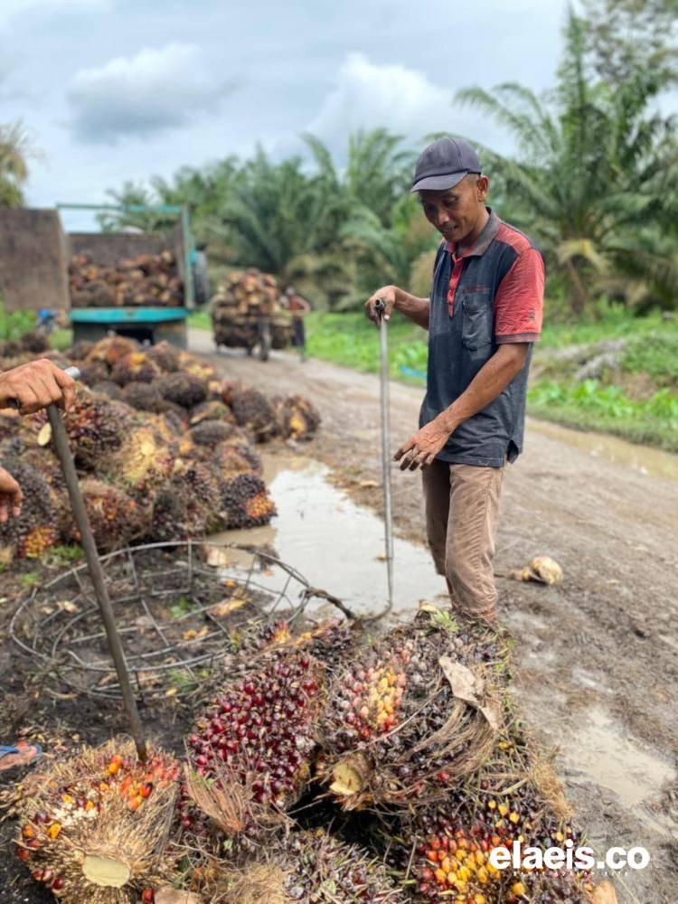 Turun Signifikan, Harga Kelapa Sawit Swadaya Riau Rp3.509,09/kg