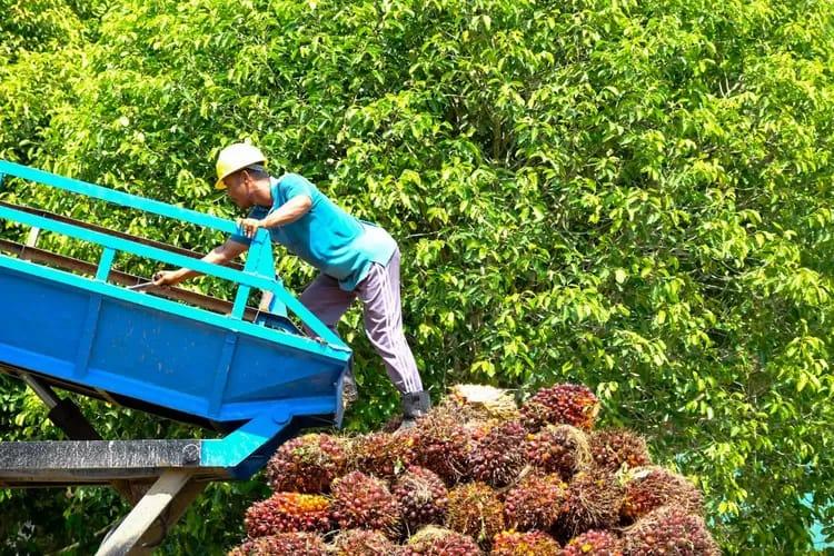 CSDS: Transformasi Sawit Mandek karena Dana Terkuras untuk Subsidi, Bukan Inovasi