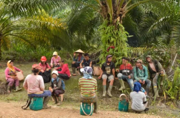 60 Persen Kecelakaan Kerja Ada di Perkebunan Sawit, Ribuan Korban Tak Bisa Klaim JKK