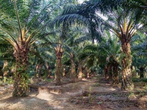 Biar Kebun Sawit Cepat Menghasilkan, Ini Lahan yang Harus Kamu Pilih