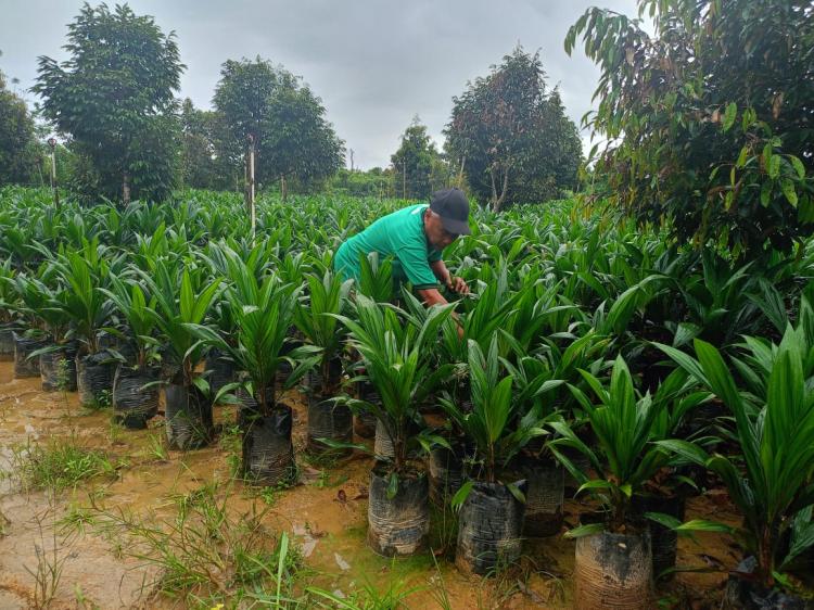 Pembagian Bibit Sawit Unggul, Jalan Memperbaiki Mutu Sawit Rakyat