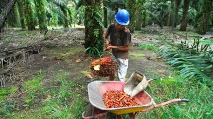 Sabah Tunjukkan Cara Kelola Sawit Tanpa Rusak Hutan, Bisa Ditiru Indonesia! 