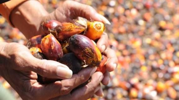 Harga CPO Terkoreksi ke MYR4.110/ton, Pasar Mulai Panik?