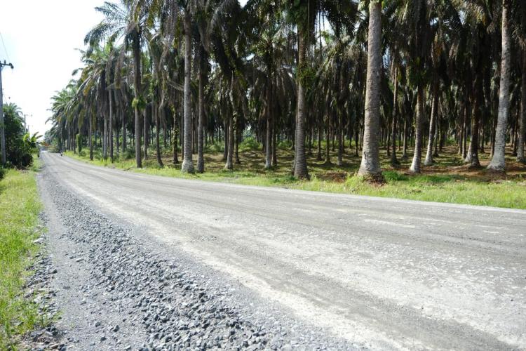 Jalur Produksi Sawit Jadi Prioritas Bupati Siak